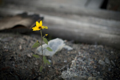 Blomma