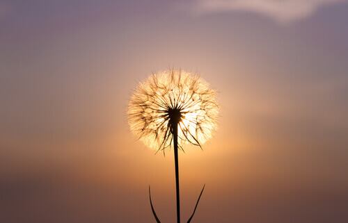Blomma