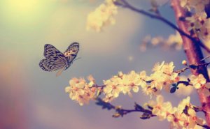 Risker och möjligheter i livet: Dags att pröva vingarna