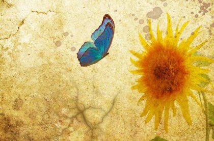 Fjäril och solros