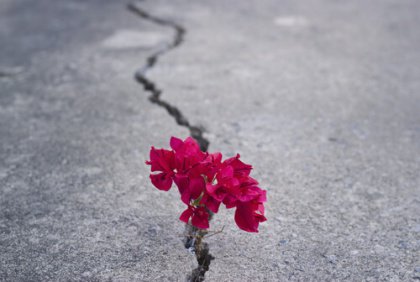 Blomma i gatspricka
