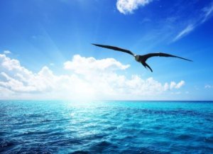 Att ha drömmar kan lyfta dig till högre höjder