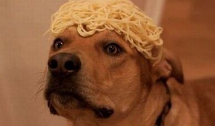 Hund med spaghetti