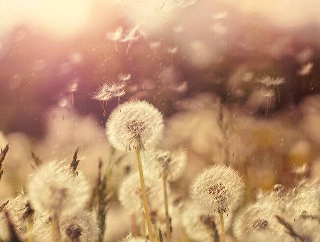 Maskrosfrön