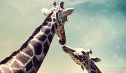 Giraffer