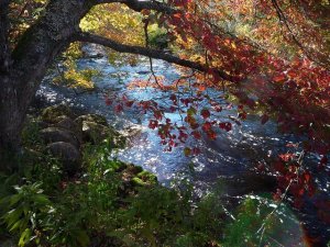 Att lära genom acceptans