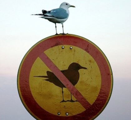Fågel på skylt