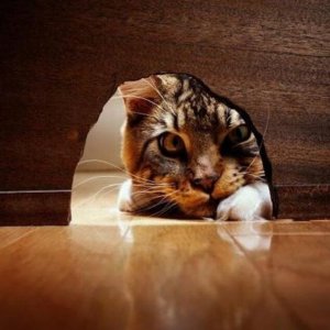 Nyfikenhet dödade inte katten, det gjorde honom starkare