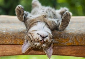 4 psykologiska fördelar med tupplurar