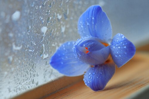 Blomma vid fönster