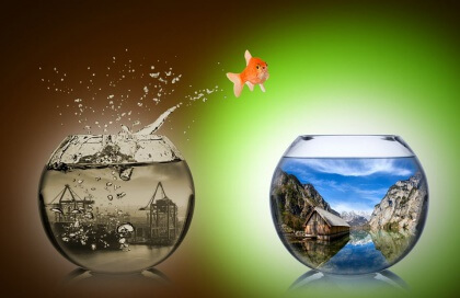 Hoppande guldfisk som valt att börja om