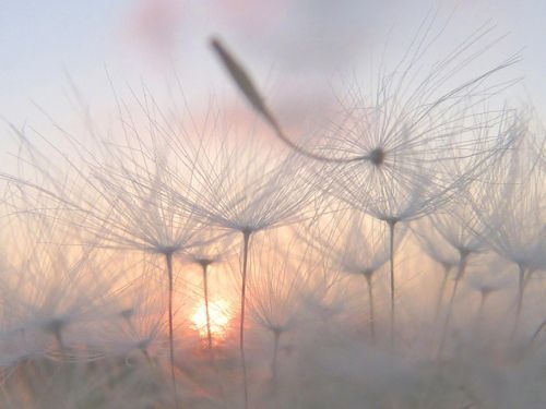 Blommor i solnedgång