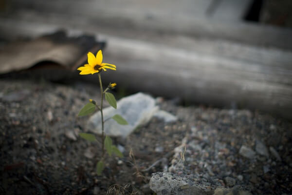 Färgglad blomma