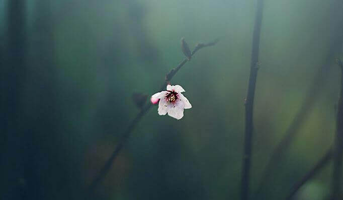 Blomma