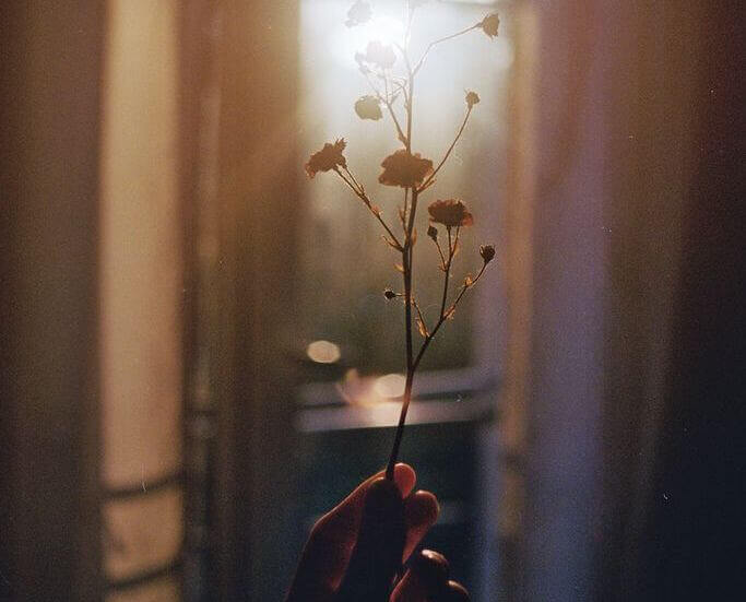 Hand håller blomma