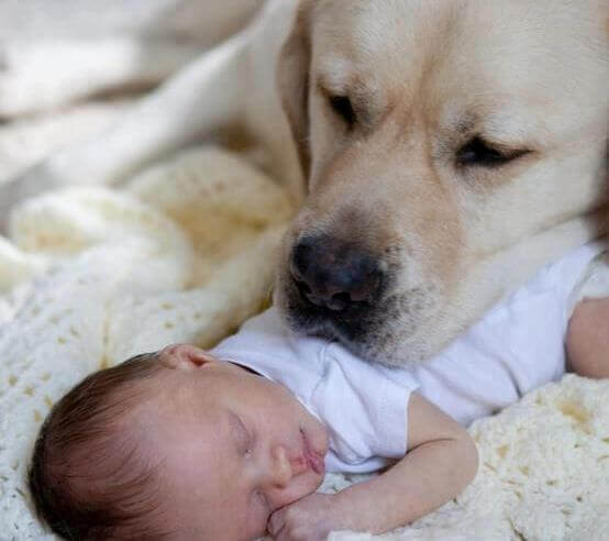 Hund vaktar bebis