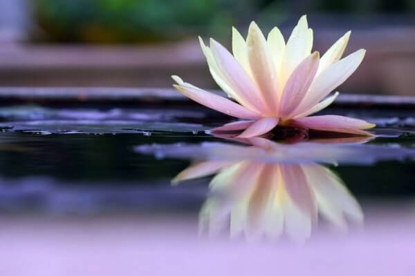 Lotusblomma på vatten