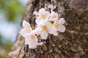 Vad gör vissa personer mer motståndskraftiga än andra?