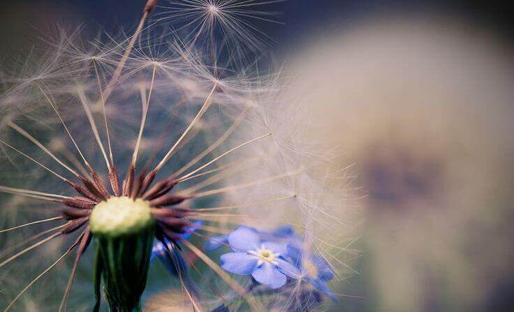 Blommor