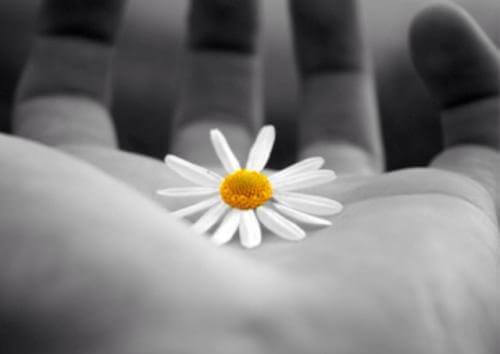 Blomma i hand