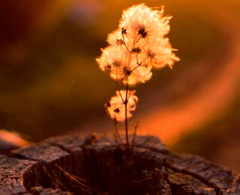 Blomma i stubbe