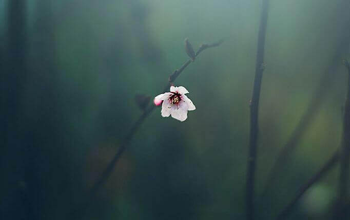 Blomma
