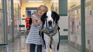 Luta dig mot mig: den fina historien om Bella och George