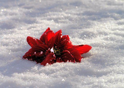 Röd blomma i snö