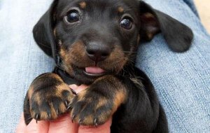 Du har inte levt förrän du har älskat ett djur