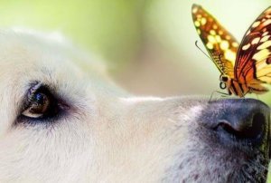 Varför påverkas vi mer av känslorna än förnuftet?