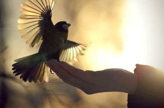 Fågel i hand