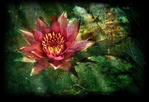 Utslagen lotusblomma