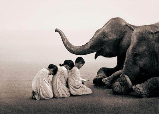 Barn bugar för elefant