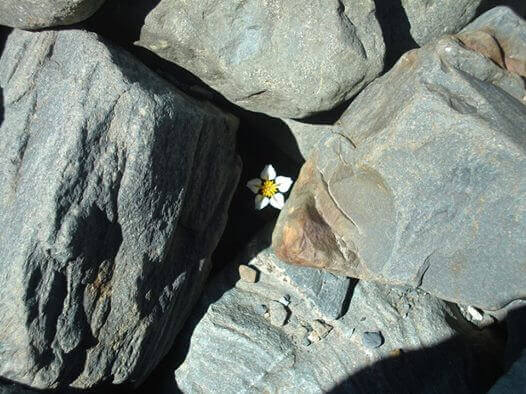 Blomma bland stenar
