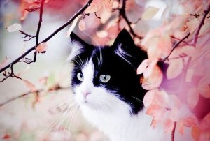 Historien om den fläckige katten och svalan Sinha