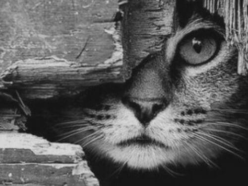 Illustration av historien om den fläckige katten