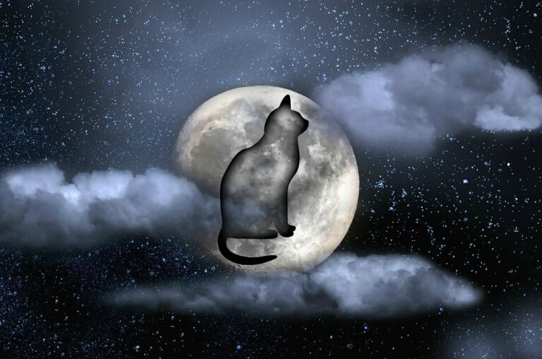 Måne och katt