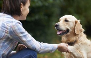 Hur känner hundar igen ansikten?