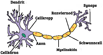 Neuron