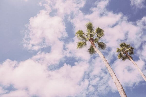 Palm under himmel