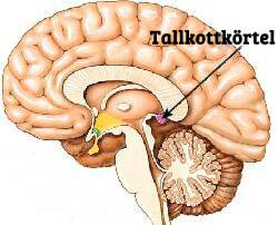 Tallkottkörteln
