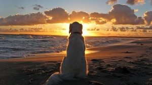 Smärtan av att förlora ett husdjur