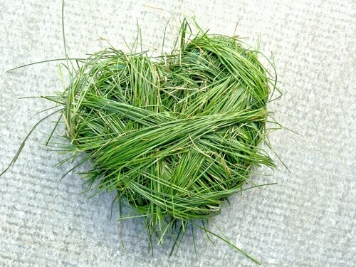 Hjärta av gräs