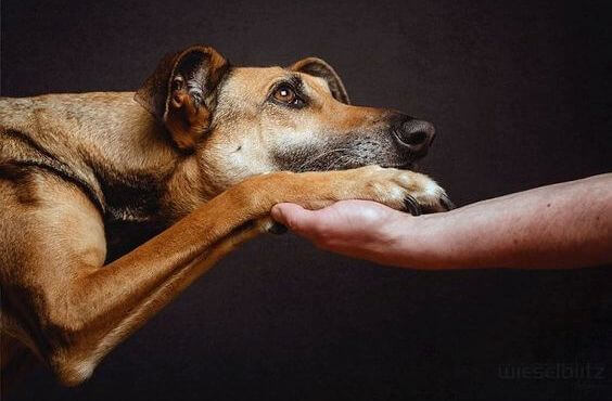 Hund