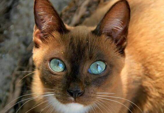 Katt