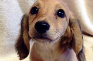 Ett djurs ögon har kraften att prata ett unikt språk