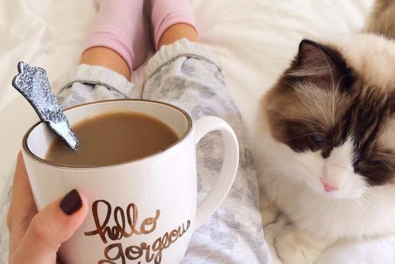 Kaffe och katt