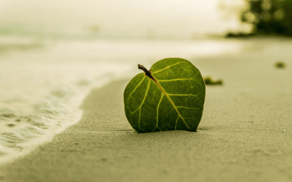 Löv i sanden