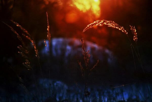 Strån i solnedgång