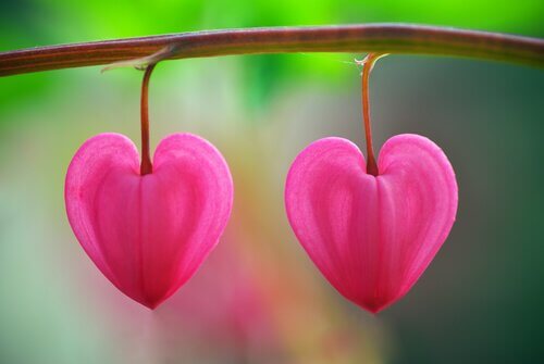 Blommor